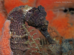 Hippocampus reidi