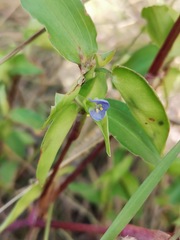 Commelina
