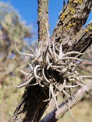 Tillandsia recurvata