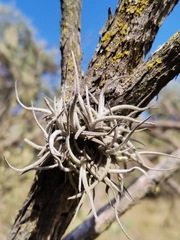Tillandsia recurvata