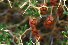 Sarcopoterium spinosum