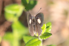 Candalides xanthospilos