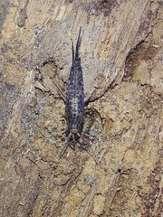 Pedetontus