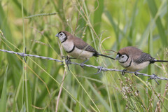 Stizoptera bichenovii