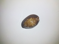 Monetaria caputserpentis