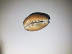 Monetaria caputserpentis