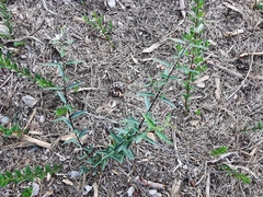 Phillyrea angustifolia