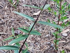 Phillyrea angustifolia