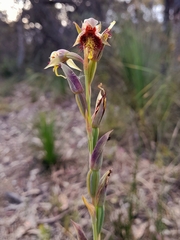 Calochilus