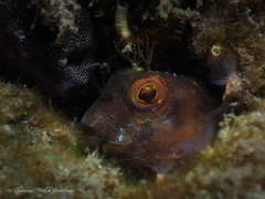 Parablennius marmoreus