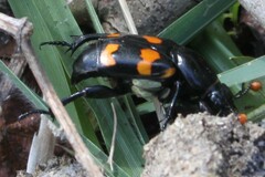 Nicrophorus carolina
