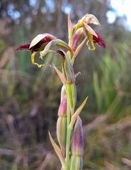 Calochilus