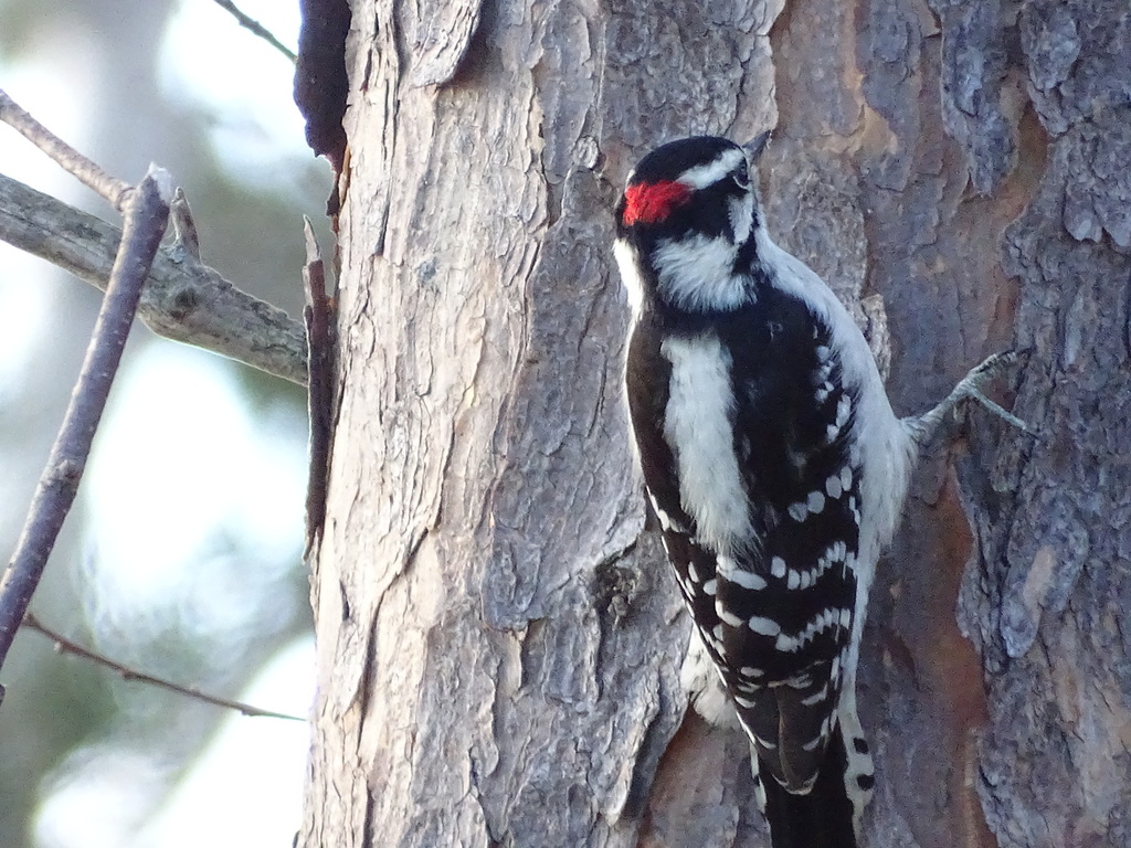 Downy Woodpecker from Lanaudière, QC, Canada on November 7, 2022 at 09: ...