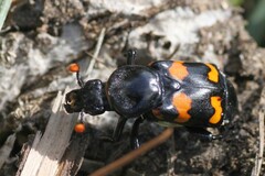 Nicrophorus carolina