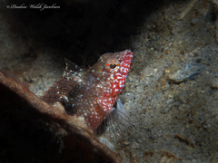 Malacoctenus macropus