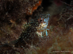 Malacoctenus macropus
