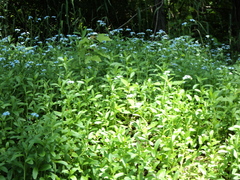Myosotis laxa