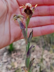Calochilus