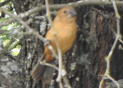 Cyanoloxia brissonii