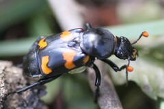 Nicrophorus carolina