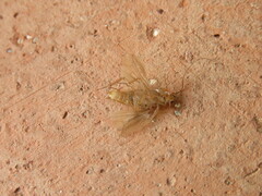 Ectobius pallidus
