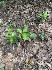 Photinia serratifolia