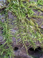 Callicladium imponens