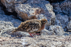 Zenaida galapagoensis