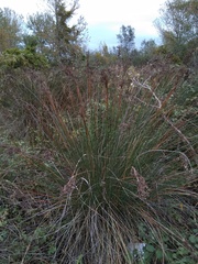 Juncus acutus