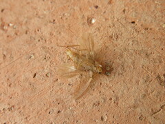 Ectobius pallidus