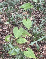 Matelea edwardsensis