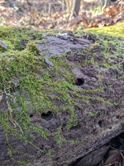 Callicladium imponens