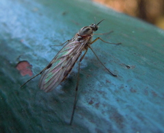 Anisopodidae