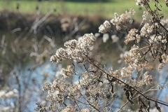Eupatorium perfoliatum