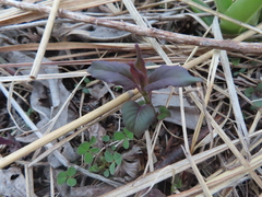 Monarda fistulosa