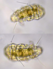 Bryodelphax
