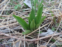 Primula meadia
