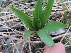 Primula meadia