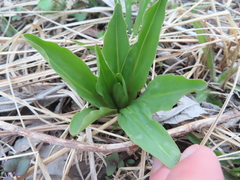 Primula meadia