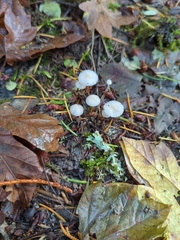 Strobilurus trullisatus