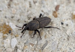 Sphenophorus coesifrons