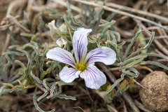 Oxalis laciniata