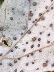 Neuroterus tantulus
