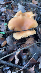 Paralepista flaccida