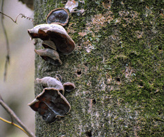 Auricularia fuscosuccinea