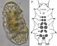 Bryodelphax