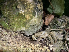 Geograpsus crinipes