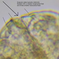 Bryodelphax