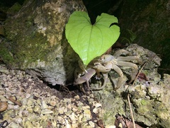 Geograpsus crinipes