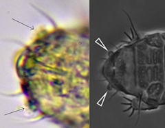 Bryodelphax